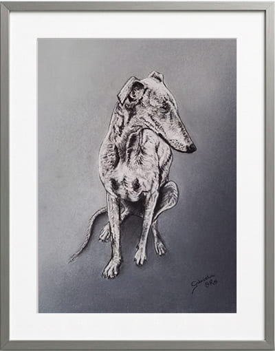 Obra original formato retrato hiperrealista en pinturas pastel de un perro galgo