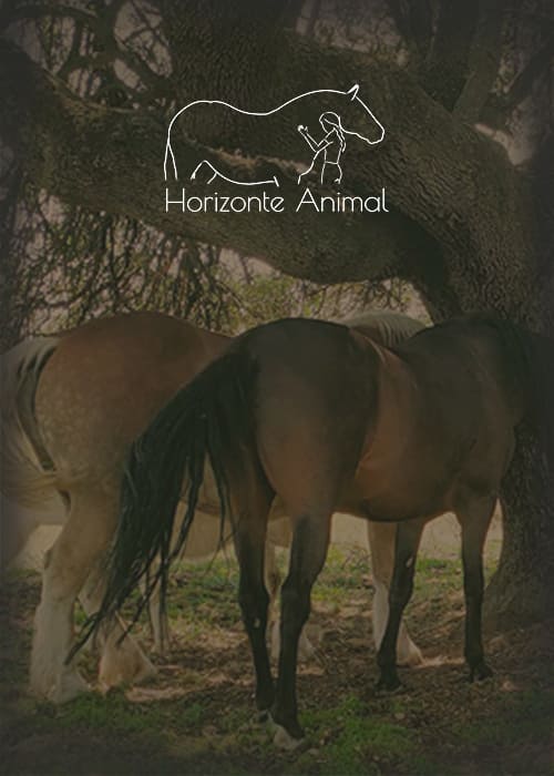 Caballos y burros del santuario Horizonte Animal